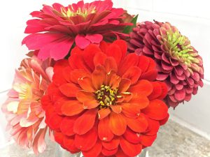a bouquet of zinnias in oranges and pinks