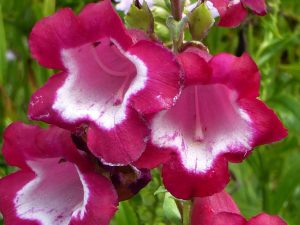 close up of red and white penstemon flowers
