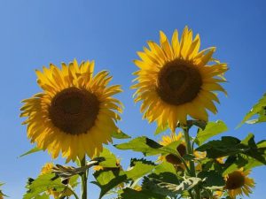 two blooming sunflowers