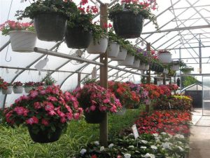 hanging baskets in greenhouse
