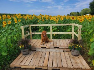 dog on deck near a field of blooming sunflowers
