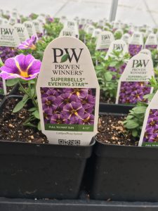 Closeup of flower pots wit plastic tags and purple and yellow flowers, all tags read "PW Proven Winners Superbells Evening Star