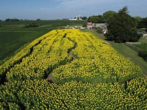 aerial view of sunflower field