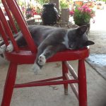 gray and white cat sleeping on red chair inside greenhouse