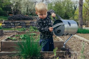 very young boy in black and white shirt using a metal watering can to water plants in a raised bed