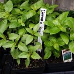 basil plants in pots with tag that reads, "cinnamon basil"