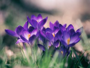 purple crocus in bloom