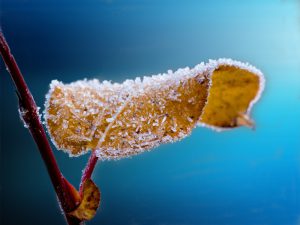 close up of frost on a leaf clinging to a branch