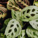 a close up of prayer plants, scientific name Marant leuconeura