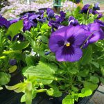 purple pansies in containers