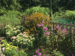 picture of perennial garden containing yellow rudbecka, pink and green sedum, magenta phlox, and yellow snapdragons