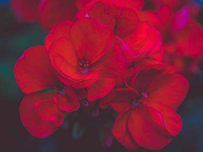 red geranium close-up
