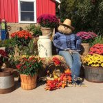 scarecrow surrounded by chrysanthemums in front of red barn