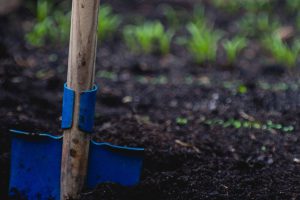 blue shovel standing in soil with a row of plants in background