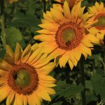 row of sunflowers in blooom