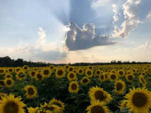 the sun streaming from behind some clouds above a sunflower field in bloom