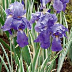 purple irises with varietated leaves