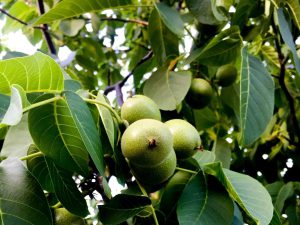 green walnuts in tree