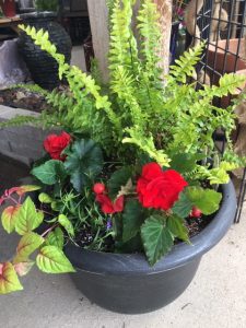 planter with begonias, fern, and fuchsia