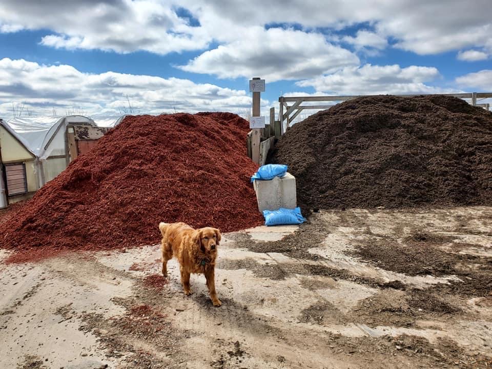 two piles of bark mulch, one red and one brown, with a dog standing in front