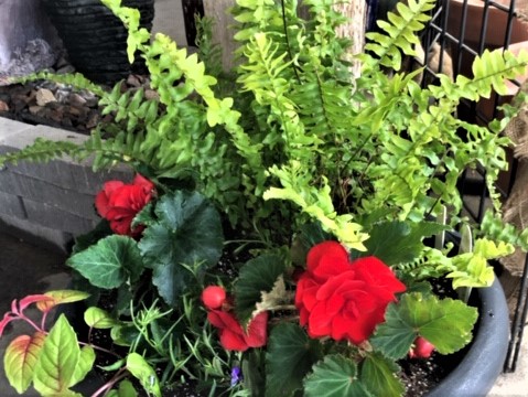 close up of gray planter with red begonias, ferns, and fuschia