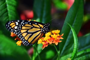 close up of monarch butterfly on orange flower