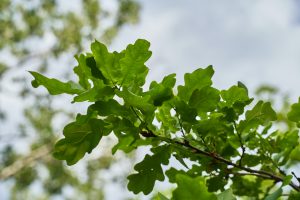 oak tree branch with green leaves