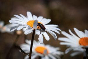 Japanese beetle on daisy