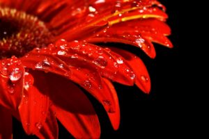 close up of red coneflower with raindrops on petals