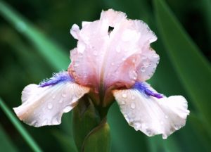 pink iris in bloom close up